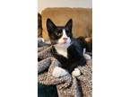 Adopt Valencia ($31) a Domestic Shorthair / Mixed (short coat) cat in Bryan