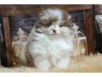 Pomeranian Puppy for sale in Fort Wayne, IN, USA