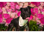 Adopt Emmy (in foster) a Black American Pit Bull Terrier / Mixed dog in Newport