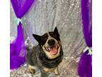 Adopt Vera a Australian Cattle Dog / Mixed dog in North Chili, NY (37810403)