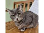 Adopt Snappy a Gray or Blue Domestic Shorthair / Mixed cat in Columbia Station