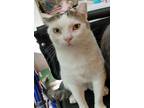 Adopt Eddie a Turkish Van / Mixed (short coat) cat in Valley Park, MO (37891535)