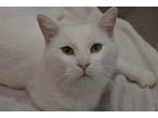 Adopt Casper a White Domestic Shorthair / Mixed (short coat) cat in Geneseo