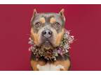 Adopt Magnolia a Pit Bull Terrier, Mixed Breed