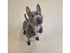 Adopt Laurel a Pit Bull Terrier, Mixed Breed