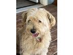 Adopt Kramer aka Falkor a White Jack Russell Terrier dog in Jamestown