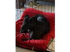 Adopt PupPup a Black Shar Pei / Pit Bull Terrier / Mixed dog in Sebastian