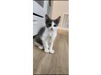Adopt Trovita ($31) a Domestic Mediumhair / Mixed (short coat) cat in Bryan