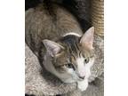 Adopt Biggie a Domestic Shorthair / Mixed (short coat) cat in Valley Park