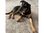 Adopt Ridley a Tan/Yellow/Fawn Mixed Breed (Medium) / Mixed dog in Vail
