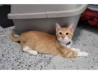 Adopt Quesarito a Domestic Shorthair / Mixed (short coat) cat in Buford