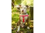 Adopt Mitzy a Staffordshire Bull Terrier