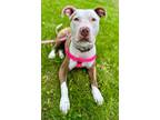 Adopt Mitzy a Staffordshire Bull Terrier