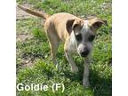 Adopt Goldie a Labrador Retriever