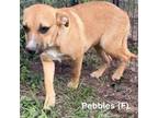 Adopt Pebbles a Labrador Retriever