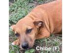 Adopt Chloe a Labrador Retriever