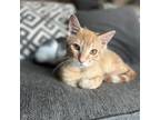 Adopt Picante a Orange or Red Domestic Shorthair / Mixed cat in Houston