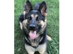 Adopt Rose a Black - with Tan, Yellow or Fawn German Shepherd Dog / Mixed dog in