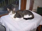 Adopt Bumps a Gray, Blue or Silver Tabby Domestic Shorthair (short coat) cat in