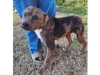 Adopt Athena a Brown/Chocolate - with Black Terrier (Unknown Type