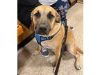 Adopt Luke a White - with Brown or Chocolate Plott Hound / Mixed dog in Wichita
