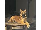 Adopt Scooby a Tan/Yellow/Fawn Belgian Malinois / Mixed dog in Westminster