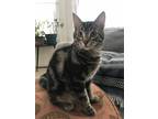 Adopt Darren a Gray, Blue or Silver Tabby Domestic Mediumhair cat in Steinbach