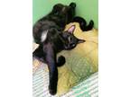 Adopt Eevee a Black (Mostly) Domestic Shorthair (short coat) cat in New Port