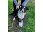 Adopt Briar a Black Australian Cattle Dog / Mixed dog in Philadelphia
