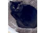Adopt Teddy a All Black Domestic Mediumhair / Domestic Shorthair / Mixed cat in
