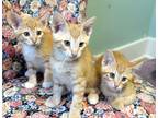 Adopt Cinder a Orange or Red Tabby Domestic Shorthair (short coat) cat in Fort