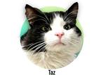 Adopt Taz a Black & White or Tuxedo Domestic Longhair (long coat) cat in