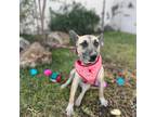 Adopt Walnut a Tan/Yellow/Fawn Whippet / German Shepherd Dog / Mixed dog in