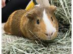 Adopt Coco a Brown or Chocolate Guinea Pig small animal in Peace Dale