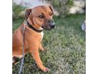 Adopt Sasha a Brown/Chocolate Black Mouth Cur / American Staffordshire Terrier /