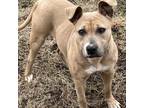 Adopt Pinky a White - with Tan, Yellow or Fawn American Staffordshire Terrier /