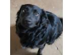 Adopt Becky a Black Collie / Collie / Mixed dog in PHILADELPHIA, MS (37793976)