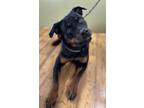 Adopt Sadie Lou Who a Black Rottweiler / Mixed dog in Burlington, WI (37739954)