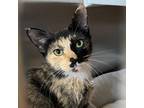 Adopt Malory a Calico or Dilute Calico Domestic Shorthair / Mixed cat in