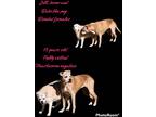 Adopt Jill a Red/Golden/Orange/Chestnut Boxer / Boxer / Mixed dog in Wayne