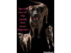 Adopt Lilly a Brindle Plott Hound / Mixed dog in Wayne, NJ (37658834)