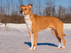 Adopt Humphrey a Red/Golden/Orange/Chestnut Mixed Breed (Medium) / Mixed dog in