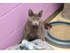 Adopt Vaughn a Gray or Blue Domestic Shorthair (short coat) cat in House