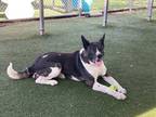 Adopt Simon a Tricolor (Tan/Brown & Black & White) Akita / Husky / Mixed dog in