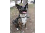 Adopt Indio a Gray/Silver/Salt & Pepper - with White Catahoula Leopard Dog /
