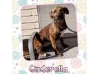 Adopt Cinderella a Brindle - with White Australian Cattle Dog / Shepherd