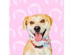 Adopt Kalia a Tan/Yellow/Fawn Labrador Retriever / American Pit Bull Terrier /