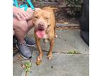 Adopt Tessa a Brown/Chocolate American Staffordshire Terrier / Mixed dog in