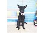 Adopt Cress a Black Labrador Retriever / Mixed dog in Castro Valley