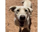Adopt Chelsea a White - with Tan, Yellow or Fawn Labrador Retriever / Cattle Dog